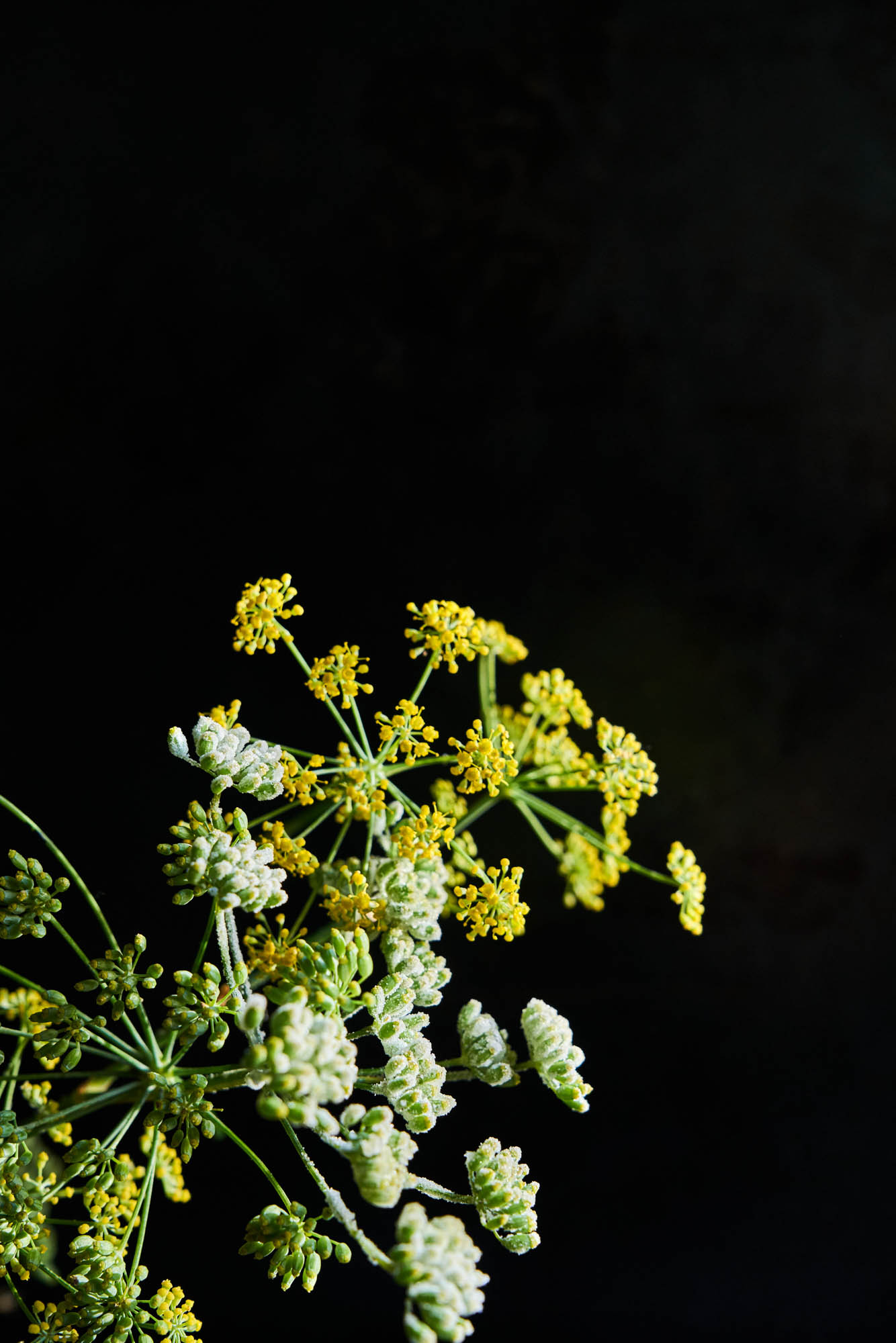 181016_TARTINE_FENNEL_CANDY_076