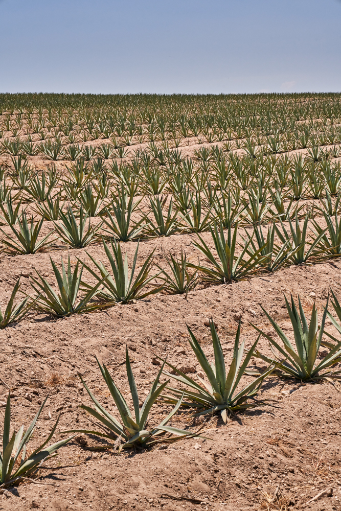 220406_Oaxaca_LANDSCAPE_670